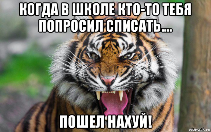 когда в школе кто-то тебя попросил списать.... пошел нахуй!, Мем ДЕРЗКИЙ ТИГР