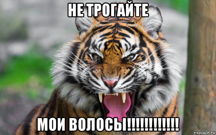 не трогайте мои волосы!!!!!!!!!!!!, Мем ДЕРЗКИЙ ТИГР