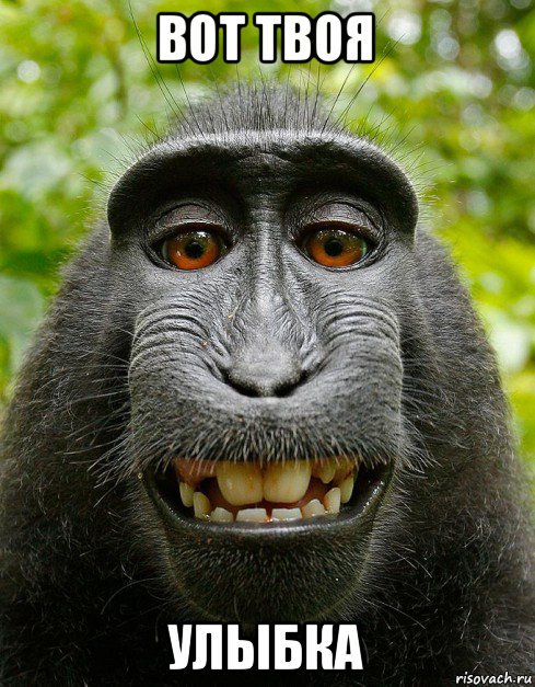 вот твоя улыбка, Мем  Довольная обезьяна