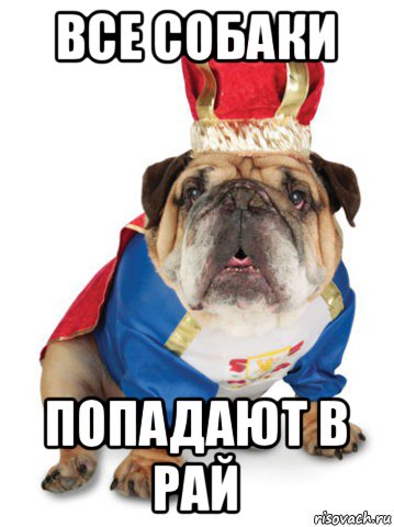 все собаки попадают в рай