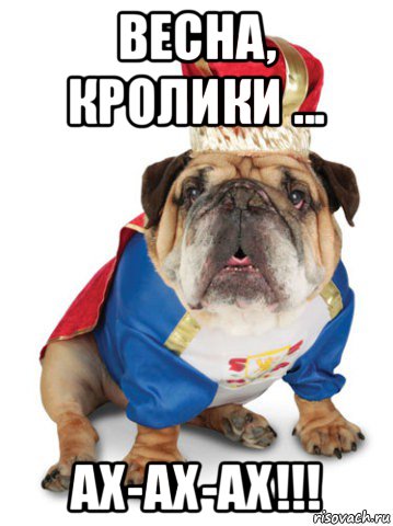 весна, кролики ... ах-ах-ах!!!