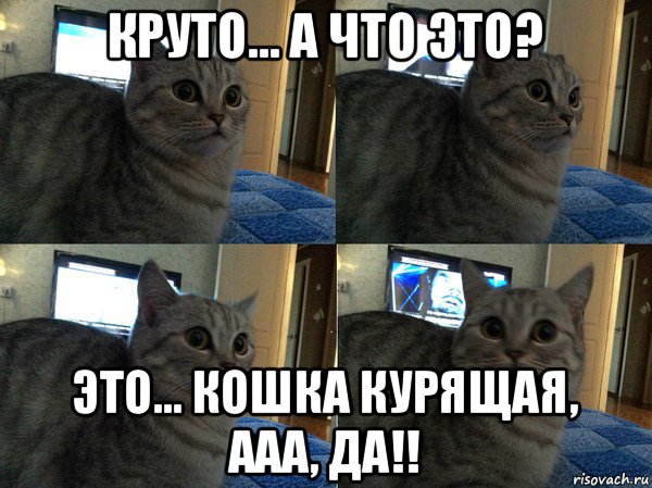 круто... а что это? это... кошка курящая, ааа, да!!, Мем  Кот в шоке