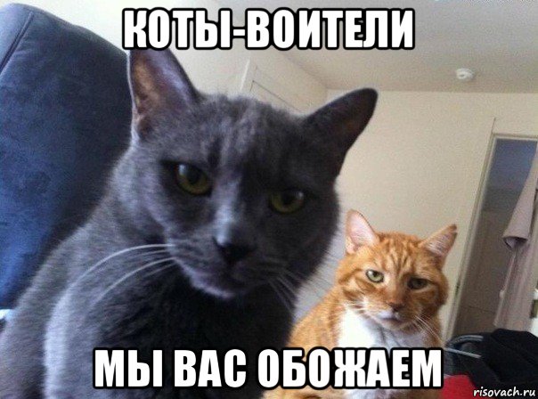 коты-воители мы вас обожаем, Мем  Два котэ