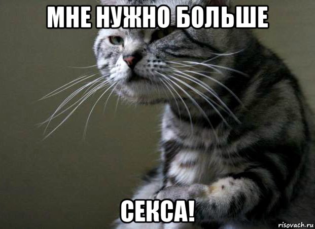 мне нужно больше секса!, Мем котэ