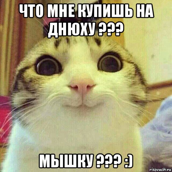 что мне купишь на днюху ??? мышку ??? :), Мем       Котяка-улыбака