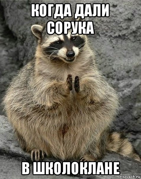 когда дали сорука в школоклане, Мем коварный енот