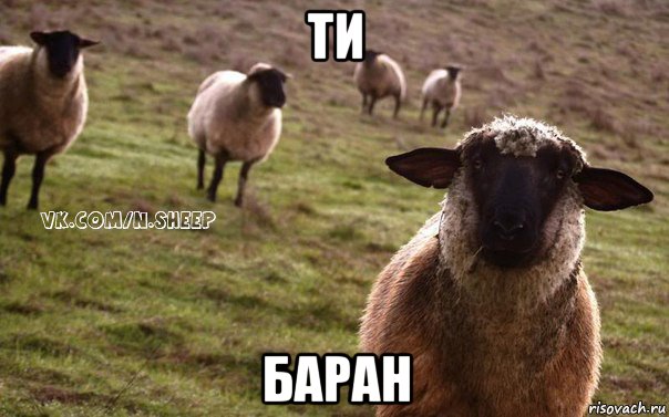 ти баран, Мем  Наивная Овца