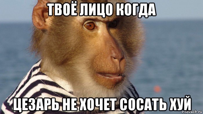 твоё лицо когда цезарь не хочет сосать хуй