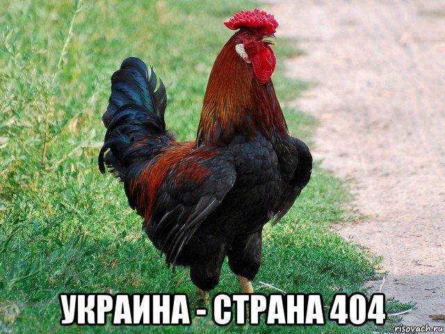  украина - страна 404, Мем петух