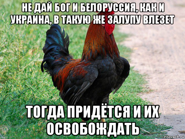 не дай бог и белоруссия, как и украина, в такую же залупу влезет тогда придётся и их освобождать, Мем петух