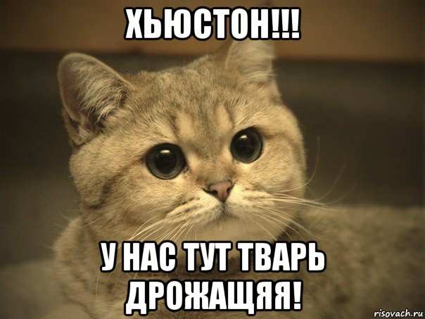 хьюстон!!! у нас тут тварь дрожащяя!, Мем Пидрила ебаная котик