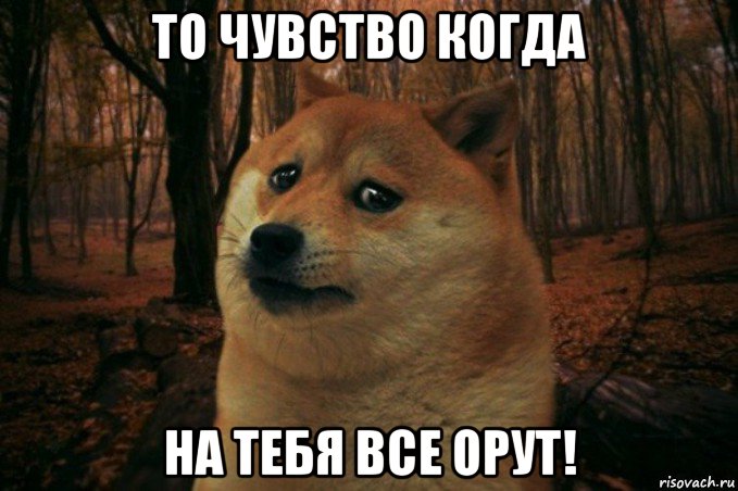 то чувство когда на тебя все орут!, Мем SAD DOGE