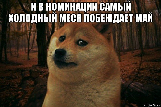 и в номинации самый холодный меся побеждает май , Мем SAD DOGE