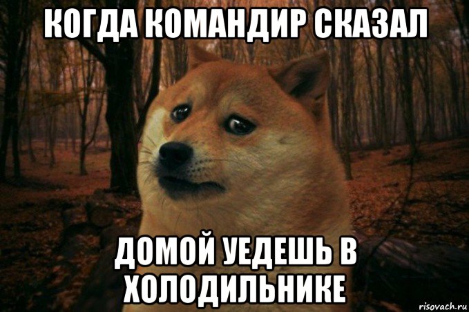 когда командир сказал домой уедешь в холодильнике, Мем SAD DOGE