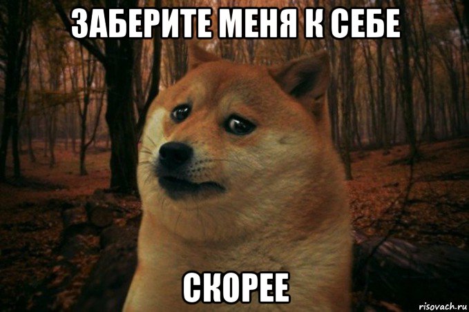 заберите меня к себе скорее, Мем SAD DOGE