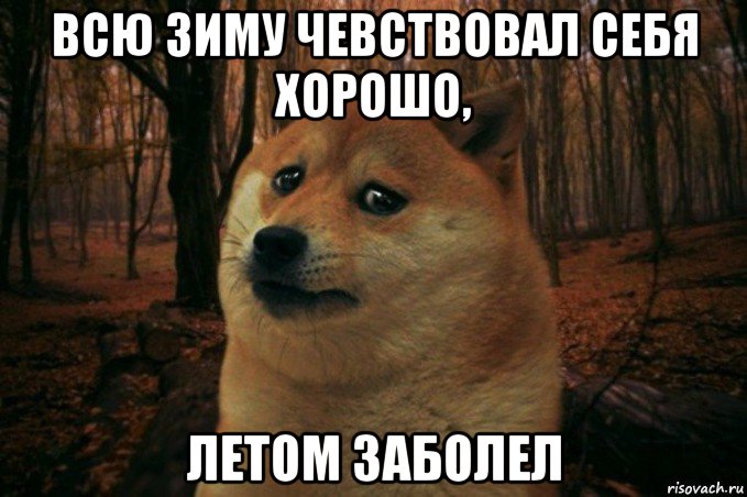 всю зиму чевствовал себя хорошо, летом заболел, Мем SAD DOGE