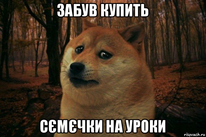 забув купить сємєчки на уроки, Мем SAD DOGE