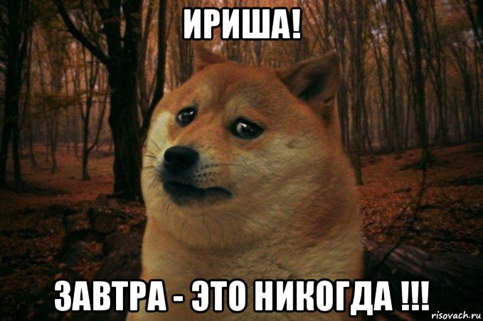 ириша! завтра - это никогда !!!, Мем SAD DOGE