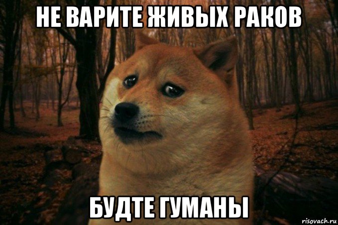 не варите живых раков будте гуманы, Мем SAD DOGE