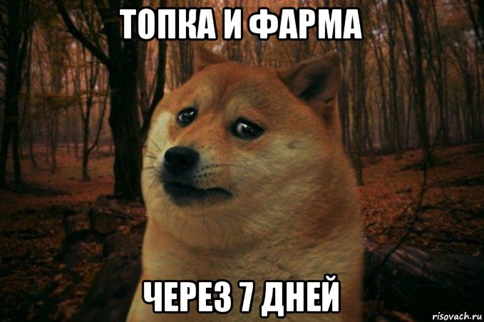 топка и фарма через 7 дней, Мем SAD DOGE