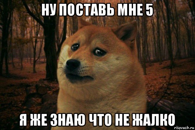 ну поставь мне 5 я же знаю что не жалко, Мем SAD DOGE