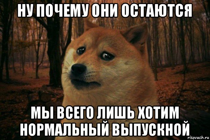 ну почему они остаются мы всего лишь хотим нормальный выпускной, Мем SAD DOGE