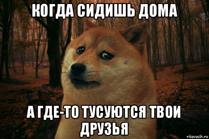 когда сидишь дома а где-то тусуются твои друзья, Мем SAD DOGE