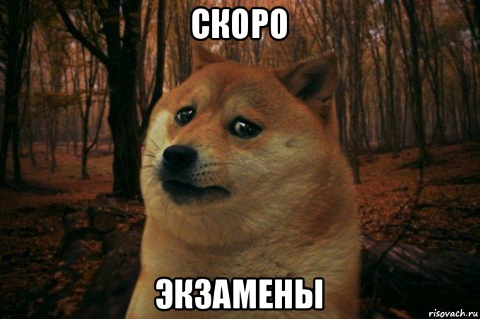 скоро экзамены, Мем SAD DOGE