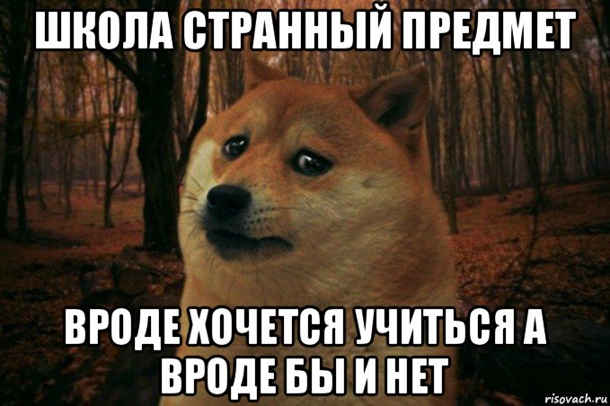 школа странный предмет вроде хочется учиться а вроде бы и нет, Мем SAD DOGE