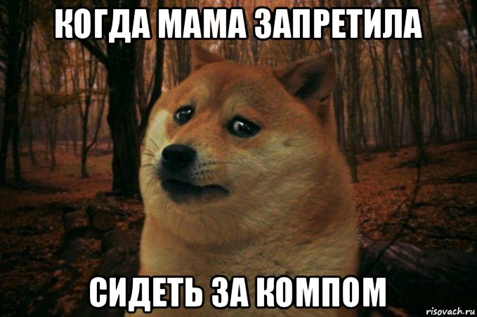 когда мама запретила сидеть за компом, Мем SAD DOGE