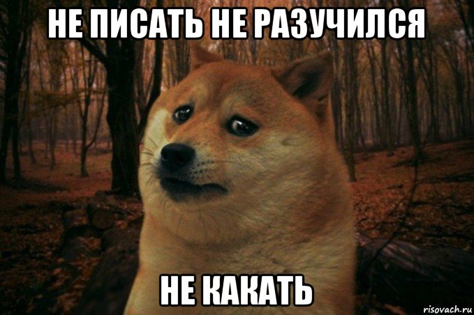 не писать не разучился не какать, Мем SAD DOGE