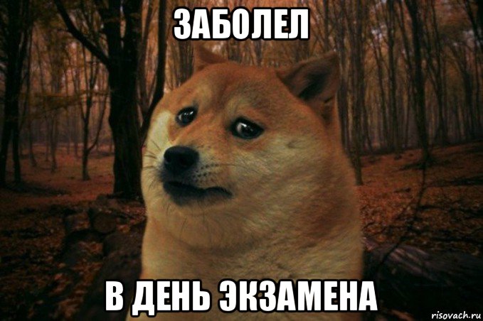 заболел в день экзамена, Мем SAD DOGE