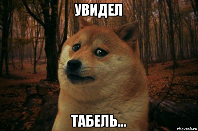 увидел табель..., Мем SAD DOGE