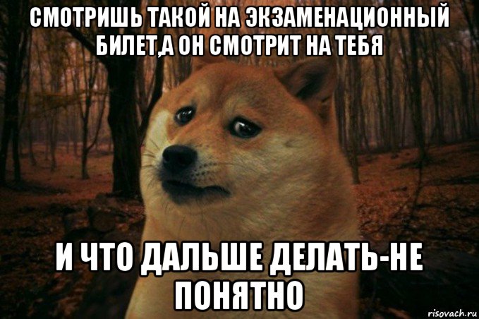 смотришь такой на экзаменационный билет,а он смотрит на тебя и что дальше делать-не понятно, Мем SAD DOGE