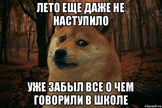 лето еще даже не наступило уже забыл все о чем говорили в школе, Мем SAD DOGE