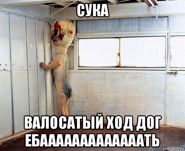 сука валосатый ход дог ебааааааааааааать