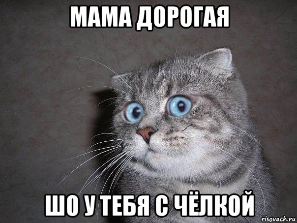 мама дорогая шо у тебя с чёлкой, Мем  удивлённый кот