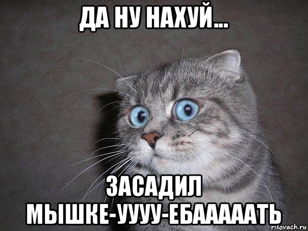 да ну нахуй... засадил мышке-уууу-ебааааать, Мем  удивлённый кот