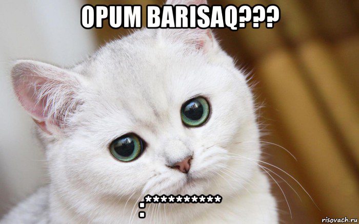 opum barisaq??? :**********, Мем  В мире грустит один котик