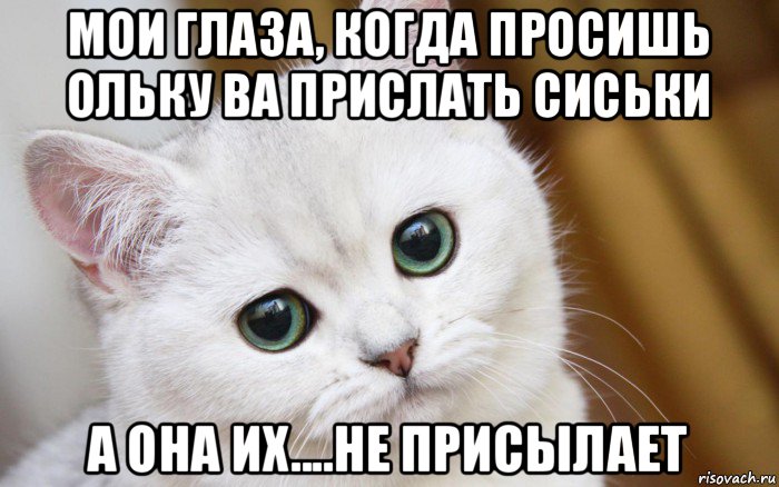 мои глаза, когда просишь ольку ва прислать сиськи а она их....не присылает, Мем  В мире грустит один котик