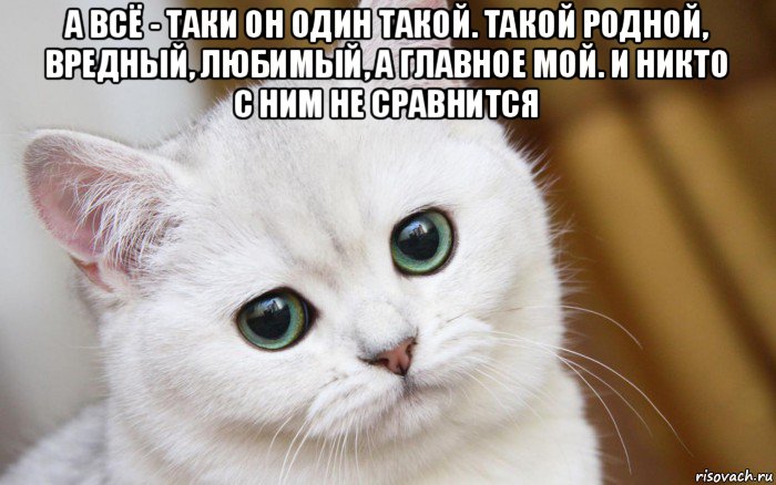 а всё - таки он один такой. такой родной, вредный, любимый, а главное мой. и никто с ним не сравнится , Мем  В мире грустит один котик