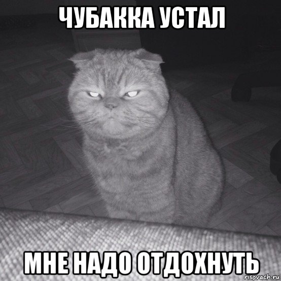 чубакка устал мне надо отдохнуть, Мем Злой кот
