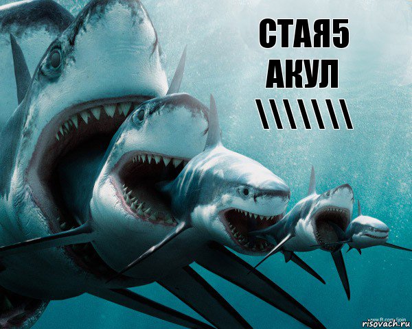 СТАЯ5 АКУЛ \\\\\\\