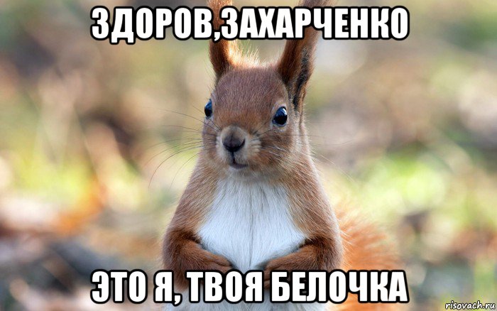 здоров,захарченко это я, твоя белочка