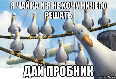 я чайка и я не хочу ничего решать дай пробник