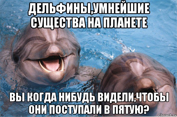 дельфины,умнейшие существа на планете вы когда нибудь видели,чтобы они поступали в пятую?