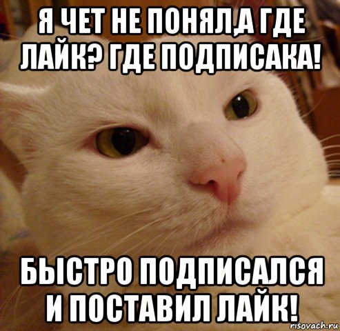 я чет не понял,а где лайк? где подписака! быстро подписался и поставил лайк!, Мем Дерзкий котэ