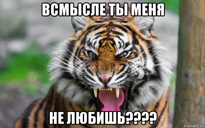 всмысле ты меня не любишь????, Мем ДЕРЗКИЙ ТИГР