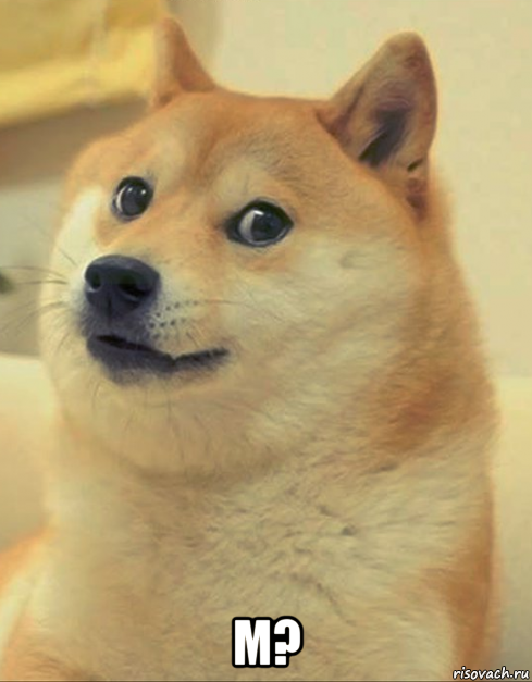  м?, Мем doge woof