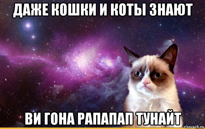 даже кошки и коты знают ви гона рапапап тунайт, Мем grumpy cat космос